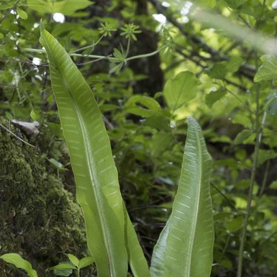 Phyllitis scolopendrium (L.) Newman, 22 May 2016, © Copyright Françoise Alsaker – Aspleniaceae