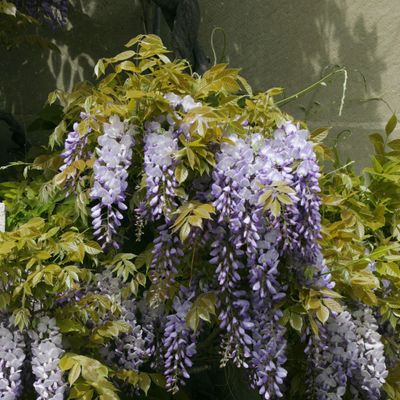 Wisteria sinensis (Sims) Sweet, © Copyright Christophe Bornand