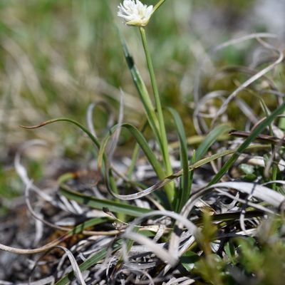 Carex baldensis L., © 2022, Philippe Juillerat – Chaschlot
