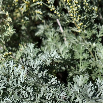 Artemisia absinthium L., © 2022, Hugh Knott – Zermatt