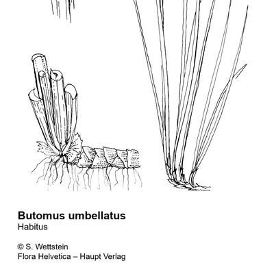 Butomus umbellatus L., © 2022, Sacha Wettstein – Flora Helvetica – Haupt Verlag