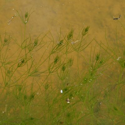 Chara globularis Thuill., © 2022, A. Boissezon – Aspect général de C. globularis, espèce relativement grêle et vert sombre aux rameaux droits et étalés .