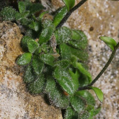 Arabis bellidifolia subsp. stellulata (Bertol.) Greuter & Burdet, © Copyright Christophe Bornand