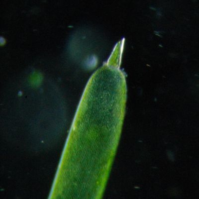 Nitella mucronata (A. Braun) Miq., © 2010, A. Boissezon – Nitella mucronata doit son nom à la dernière cellule de ses dactyles qui a l’aspect d’un petit mucron.