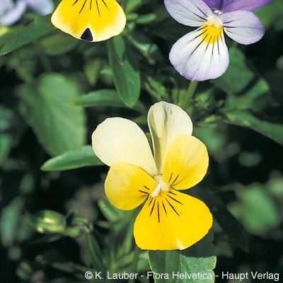 Viola tricolor L., © 2022, Konrad Lauber – Flora Helvetica – Haupt Verlag