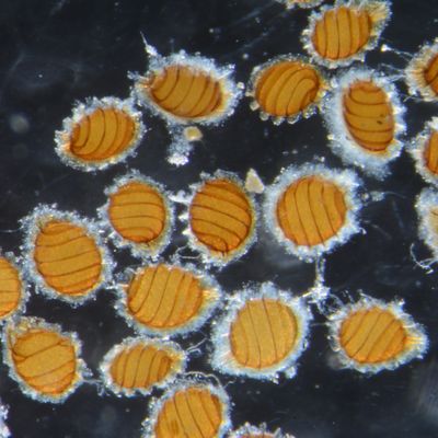 Nitella mucronata (A. Braun) Miq., © 2015, D. Auderset Joye – Oospores mûres de Nitella mucronata. La plante récoltée avec ses oospores immatures (en septembre) a poursuivi son cycle de vie en laboratoire.