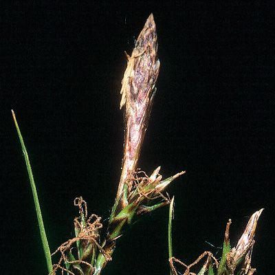 Carex mucronata All., © 2022, Konrad Lauber – Flora Helvetica – Haupt Verlag