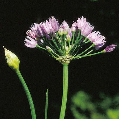 Allium angulosum L., © 2022, Konrad Lauber – Flora Helvetica – Haupt Verlag