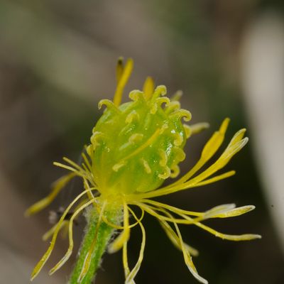 Ranunculus montanus Willd., © 2022, Philippe Juillerat – Hasenmatt