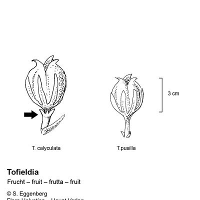 Tofieldia pusilla (Michx.) Pers., 26 January 2022, © 2022, Stefan Eggenberg – Flora Helvetica – Haupt Verlag, comparison figure
