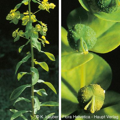 Euphorbia platyphyllos L., © 2022, Konrad Lauber – Flora Helvetica – Haupt Verlag