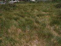 4/14, 19 July 2012 - © 2012, Patrice Prunier – II.2.2.1.9 - Trichophoretum cespitosi, Massersee-Binn CH-Vs