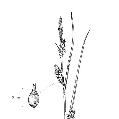 Carex punctata Gaudin, 7 January 2021, © 2022, Stefan Eggenberg – Flora Vegetativa - Haupt Verlag