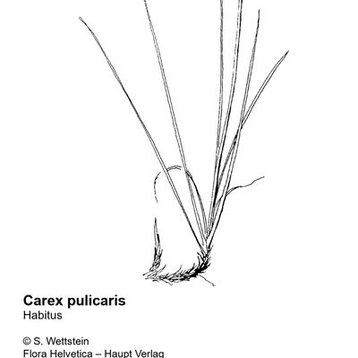 Carex pulicaris L., 7 January 2021, © 2022, Sacha Wettstein – Flora Vegetativa - Haupt Verlag