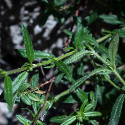 Helianthemum nummularium subsp. obscurum (Čelak.) Holub, 8 June 2017, Françoise Alsaker – Cistaceae