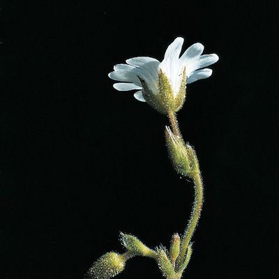 Cerastium arvense subsp. strictum (W. D. J. Koch) Schinz & R. Keller, © 2022, Konrad Lauber – Flora Helvetica – Haupt Verlag