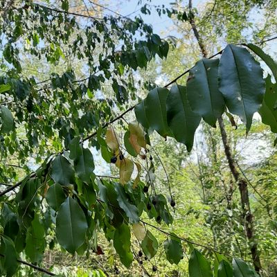 Prunus serotina Ehrh., 12 August 2020, © Copyright 2020 Brigitte Marazzi