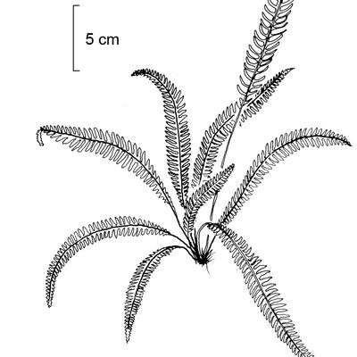 Blechnum spicant (L.) Roth, © 2022, Stefan Eggenberg – Flora Vegetativa - Haupt Verlag