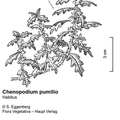 Chenopodium pumilio R. Br., © 2022, Stefan Eggenberg – Flora Vegetativa © Haupt Verlag