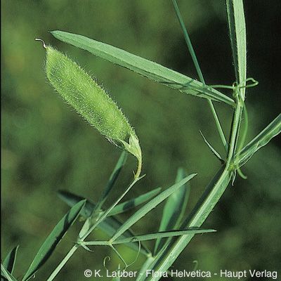 Lathyrus hirsutus L., © 2022, Konrad Lauber – Flora Helvetica – Haupt Verlag