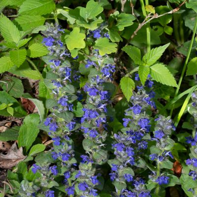 Ajuga genevensis L., 30 March 2013, © Copyright Françoise Alsaker – Lamiaceae