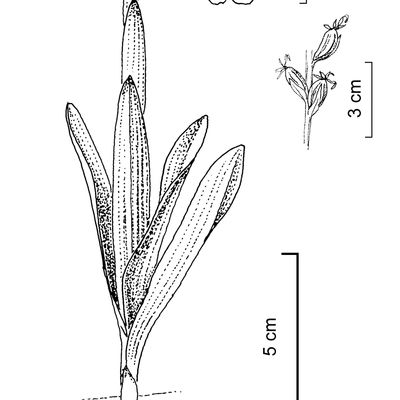 Orchis ustulata L., 2 December 2022, © 2022, Stefan Eggenberg – Flora Vegetativa - Haupt Verlag