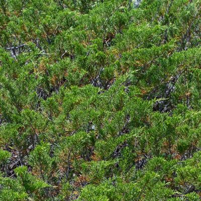 Juniperus sabina L., Françoise Alsaker – Cupressaceae