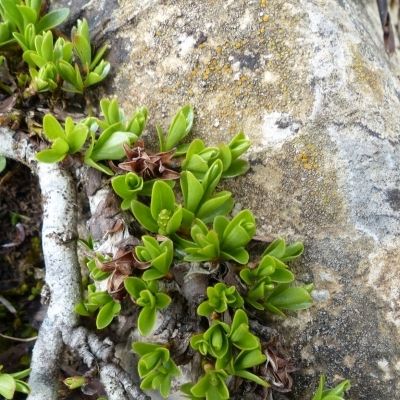 Salix serpillifolia Scop., © 2015, R. & P. Bolliger – Braunwald (GL)
