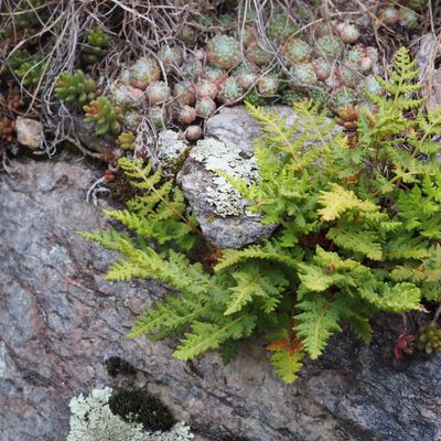 Woodsia ilvensis (L.) R. Br., © Copyright 2023 Michael Jutzi
 – Zernez GR