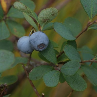 Vaccinium gaultherioides Bigelow, © Copyright Christophe Bornand