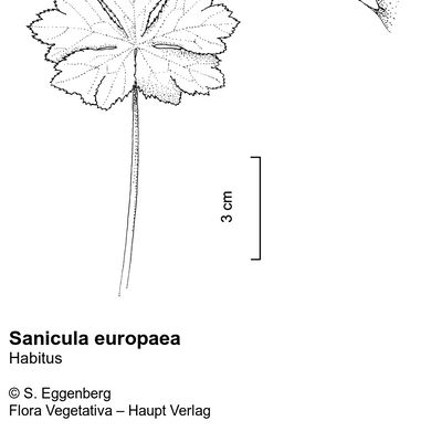 Sanicula europaea L., © 2022, Stefan Eggenberg – Flora Vegetativa © Haupt Verlag