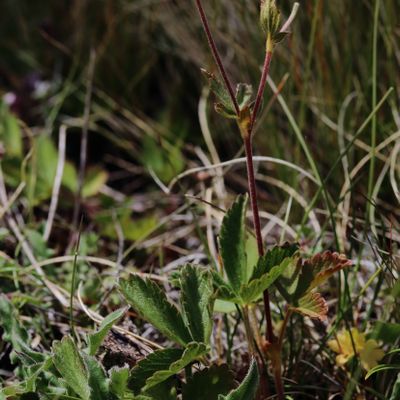 Potentilla grandiflora L., © 2022, Hugh Knott – Zermatt