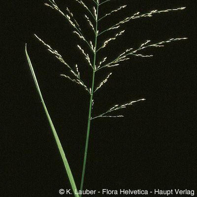 Glyceria maxima (Hartm.) Holmb., © 2022, Konrad Lauber – Flora Helvetica – Haupt Verlag