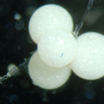 Chara aspera Willd., © 2010, D. Auderset Joye – Les bulbilles ronds typiques de Chara aspera contiennent des réserves d’amidon qui permettent le développement de jeune pousse par reproduction végétative
