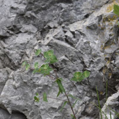 Euphorbia variabilis Ces., © 2018, Philippe Juillerat – Monte Pidaggia (ITA)