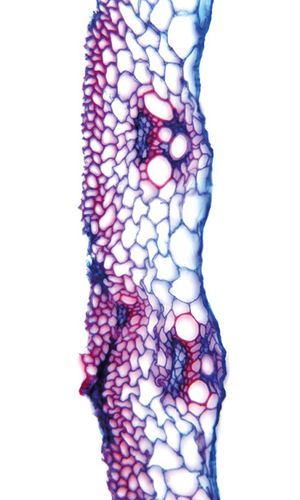 Trisetum flavescens (L.) P. Beauv., © 2022, Hugo Berger – Stängel, 400x