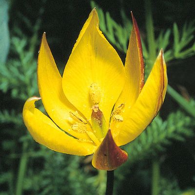 Tulipa sylvestris subsp. australis (Link) Pamp., © 2022, Konrad Lauber – Flora Helvetica – Haupt Verlag