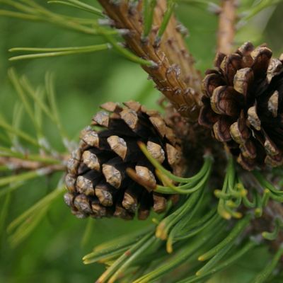 Pinus mugo Turra, © Copyright Christophe Bornand
