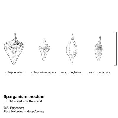 Sparganium erectum subsp. oocarpum (Čelak.) Domin, 26 January 2022, © 2022, Stefan Eggenberg – Flora Helvetica – Haupt Verlag, comparison figure