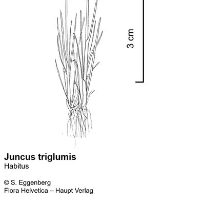 Juncus triglumis L., © 2022, Stefan Eggenberg – Flora Vegetativa - Haupt Verlag