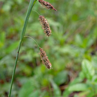 Carex flacca Schreb., © 2007, Beat Bäumler – La Dôle (VD)