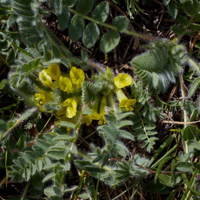 Astragalus exscapus L., © 2022, Hugh Knott – Zermatt