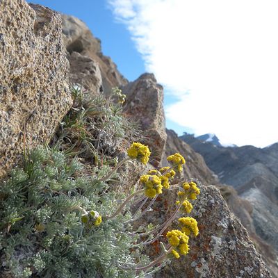 Artemisia glacialis L., 31 July 2012, © 2012, Peter Bolliger – Zermatt