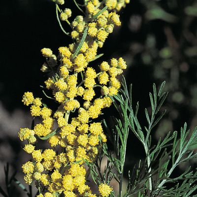 Artemisia abrotanum L., © 2022, Konrad Lauber – Flora Helvetica – Haupt Verlag