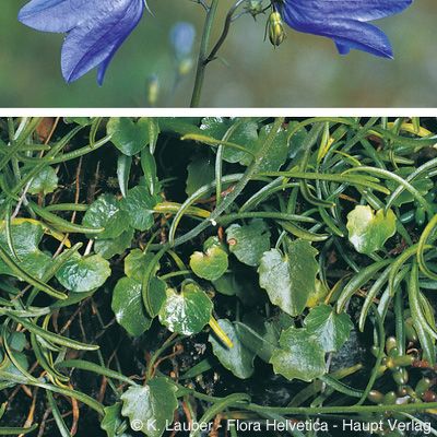 Campanula rotundifolia L., © 2022, Konrad Lauber – Flora Helvetica – Haupt Verlag