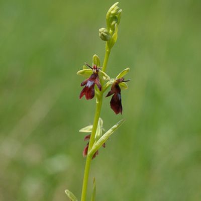 Ophrys insectifera L., © 2007, Beat Bäumler – Allondon (GE)