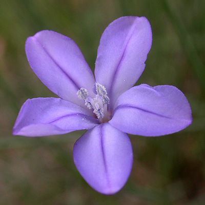 Aphyllanthes monspeliensis L., 2 May 2008, © 2008, Adrian Möhl – Nizza