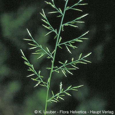 Catapodium rigidum (L.) C. E. Hubb., © 2022, Konrad Lauber – Flora Helvetica – Haupt Verlag