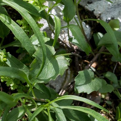 Campanula rotundifolia L., 22 May 2016 – Campanulaceae