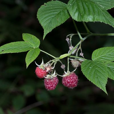Rubus idaeus L., 20 July 2018, © Copyright Françoise Alsaker – Rosaceae